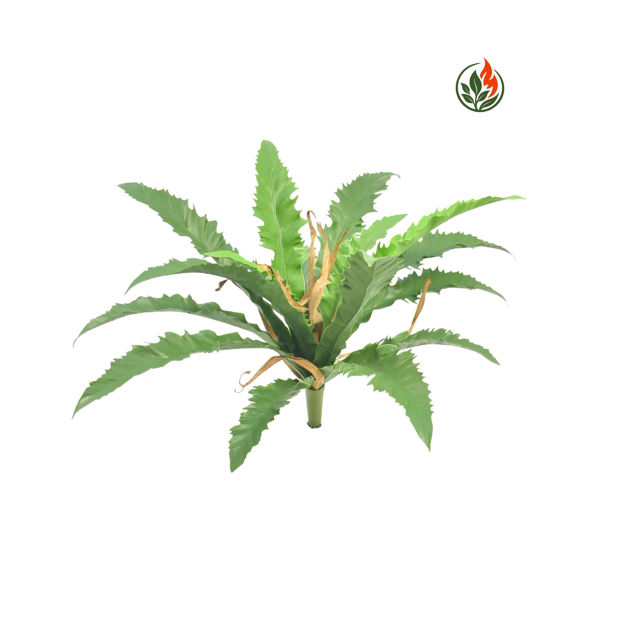 Paproć Asplenium na Piku 35 cm FR