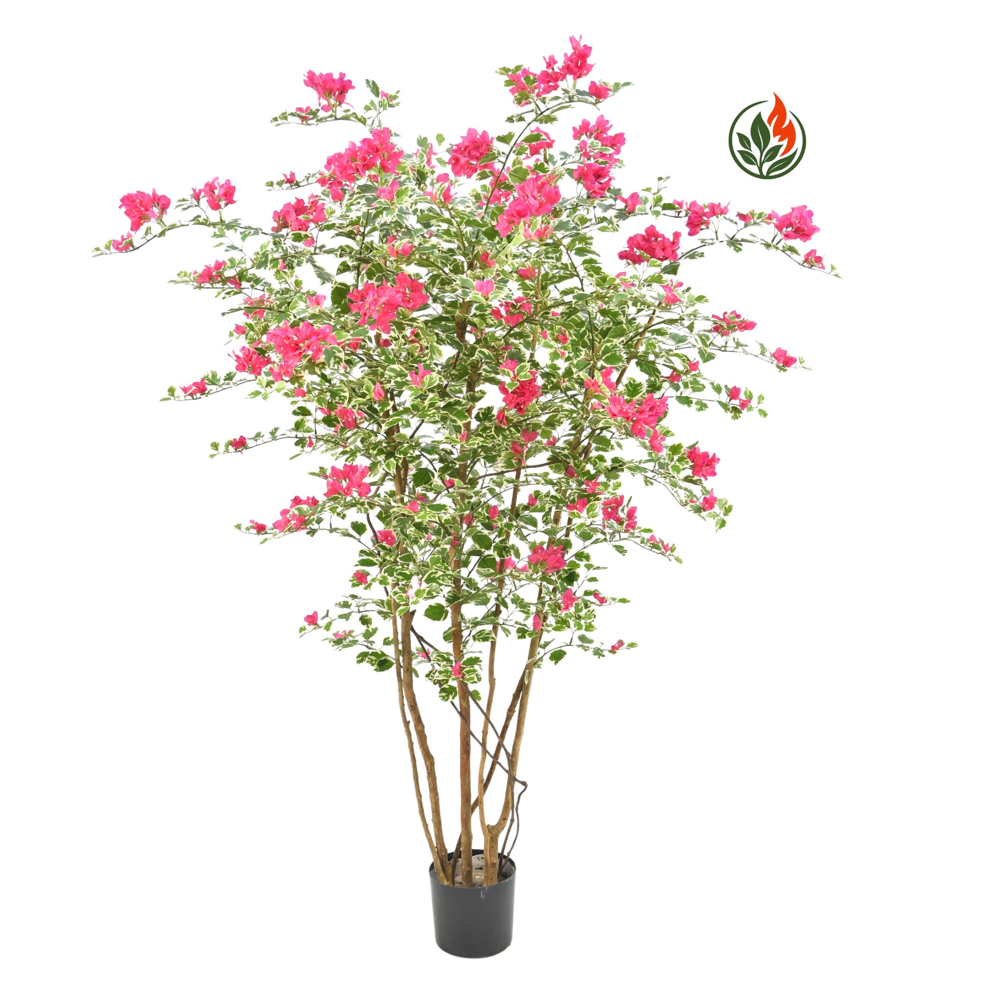 Bugenwilla Różowa 210 cm FR