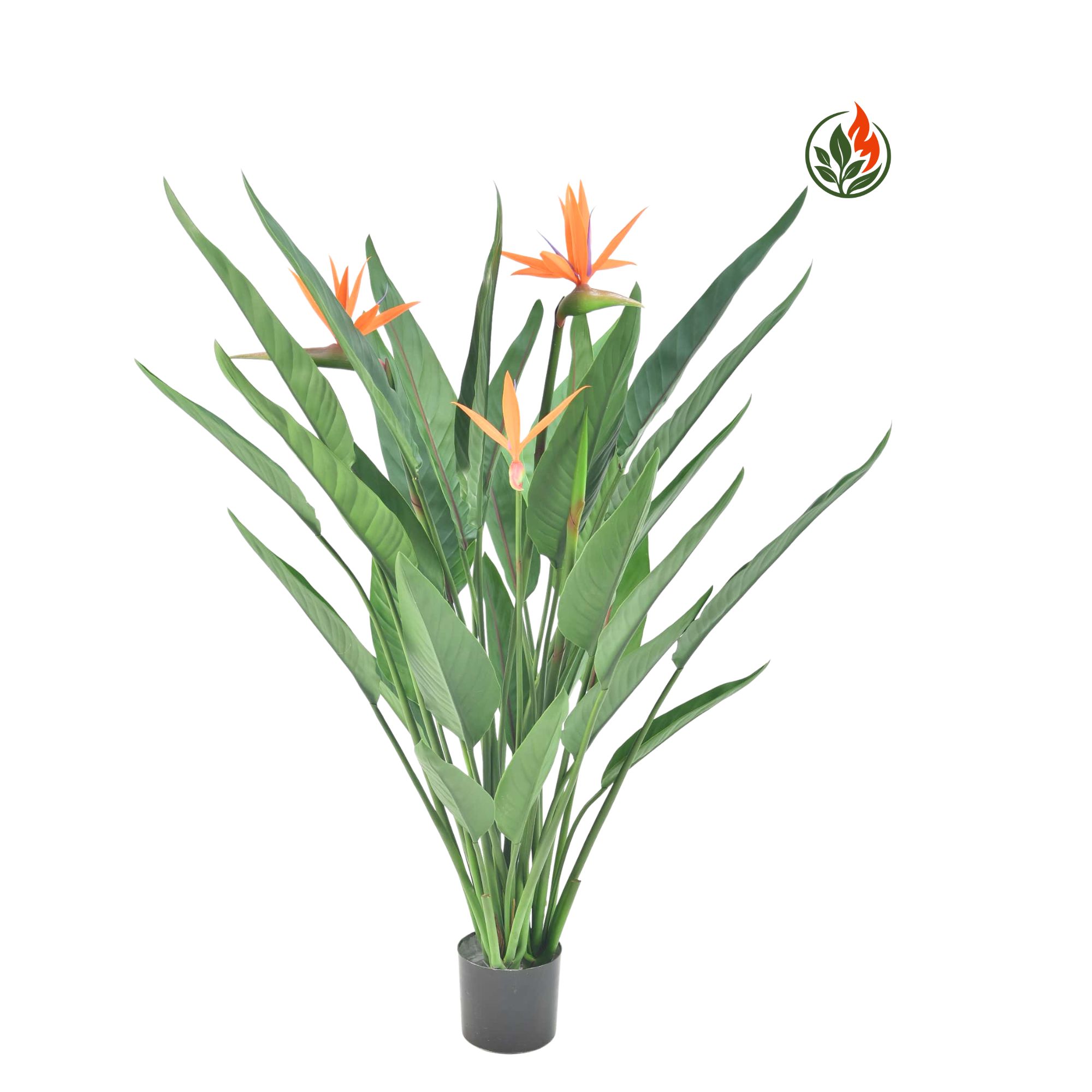 Strelicja Królewska z Pomarańczowymi Kwiatami 133 cm FR