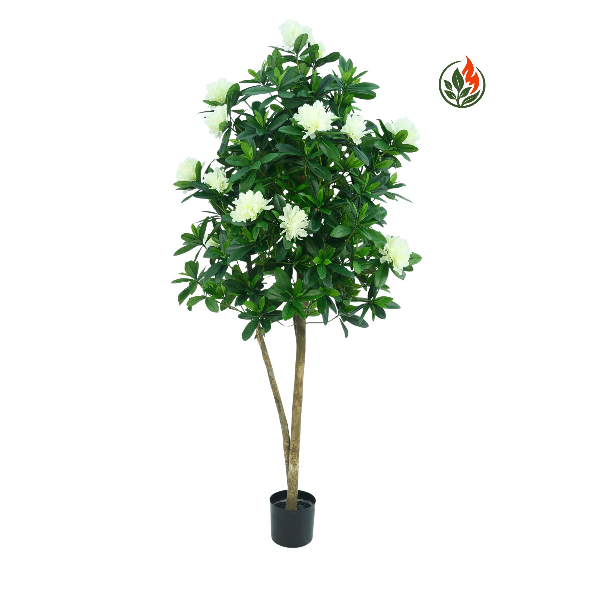 Rododendron Biały 140 cm FR