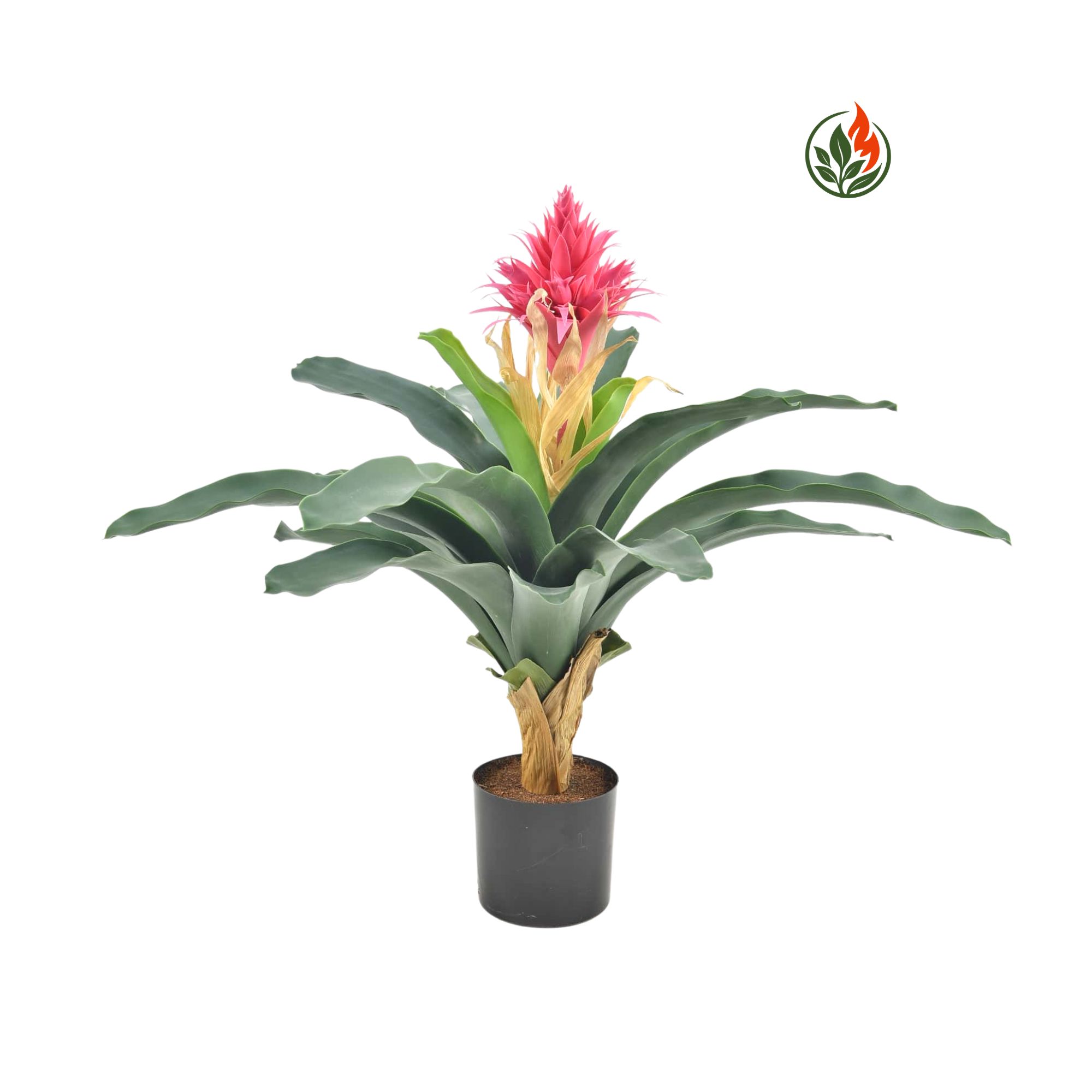 BPR60-20L-FR Bromellia Echmea Różowa 60 cm FR