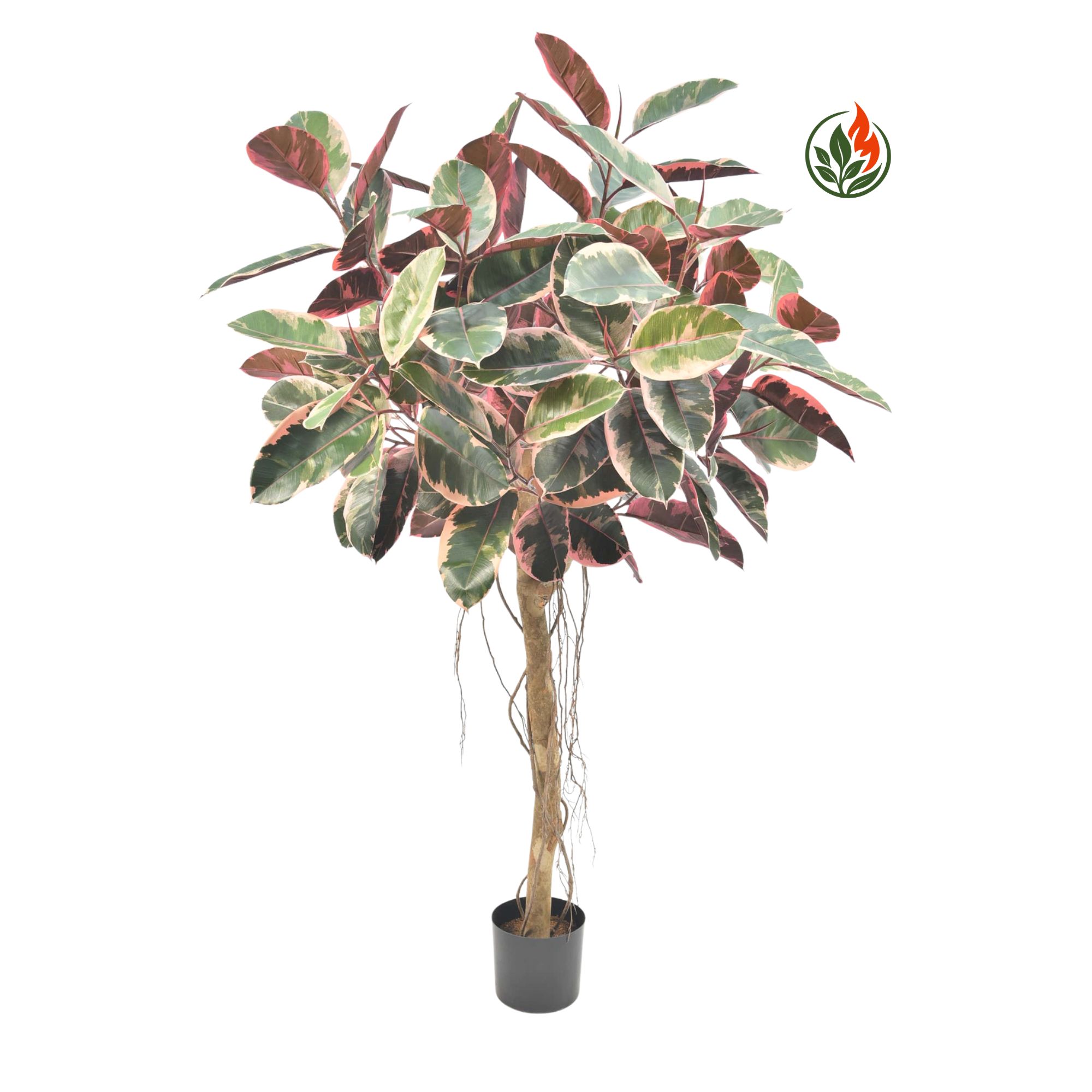 Fikus Elastica  Belize na Pniu 110 cm FR
