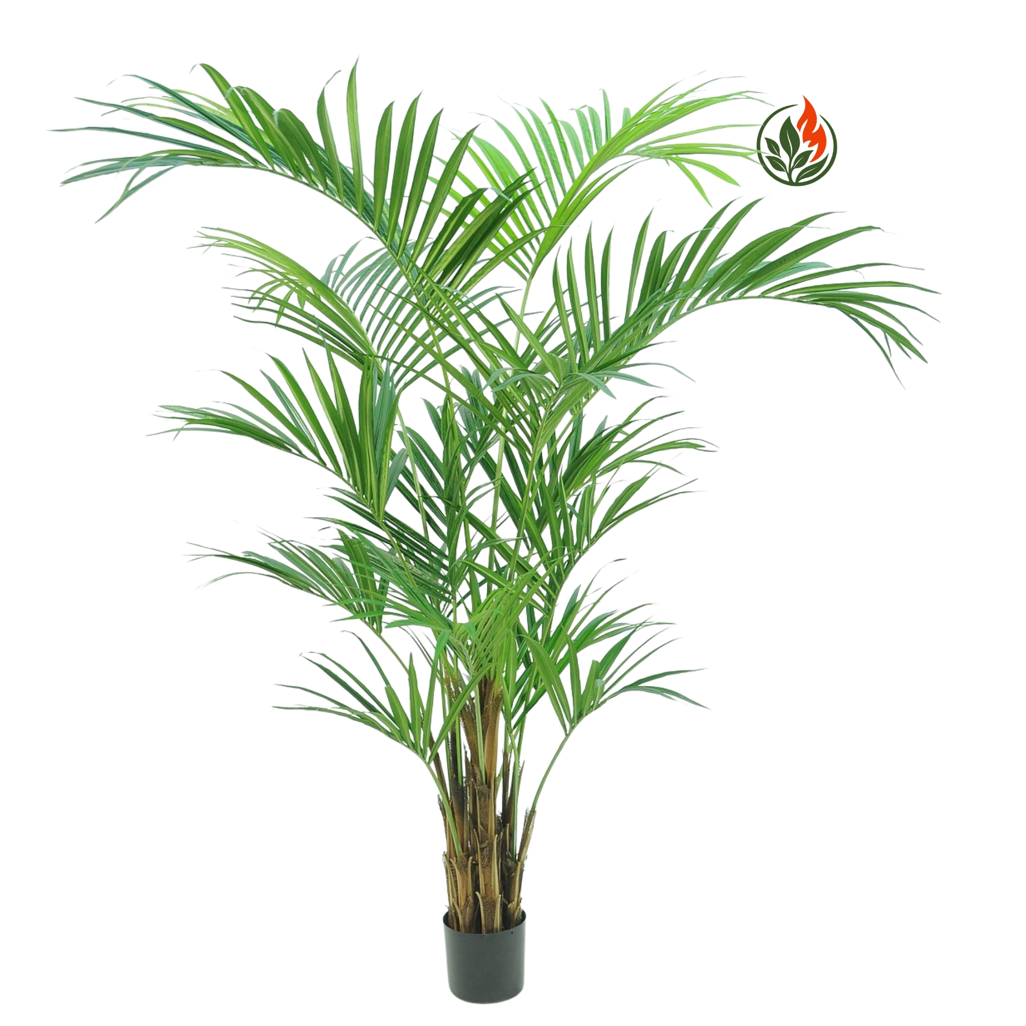 BEBPR210-388L-FR. Palma Kentia Naturalna 210 cm FR