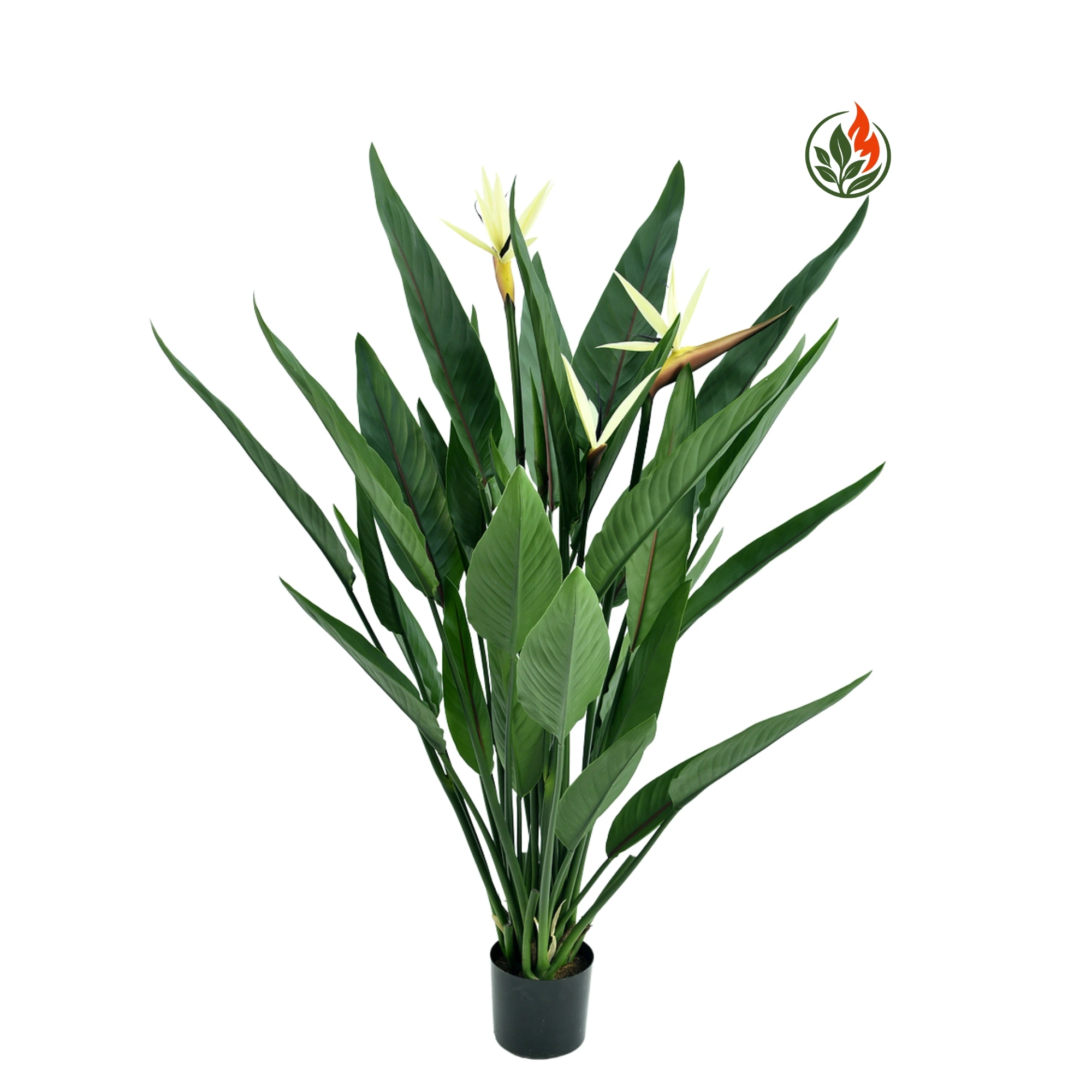 Strelicja Królewska z Białymi Kwiatami 133 cm FR