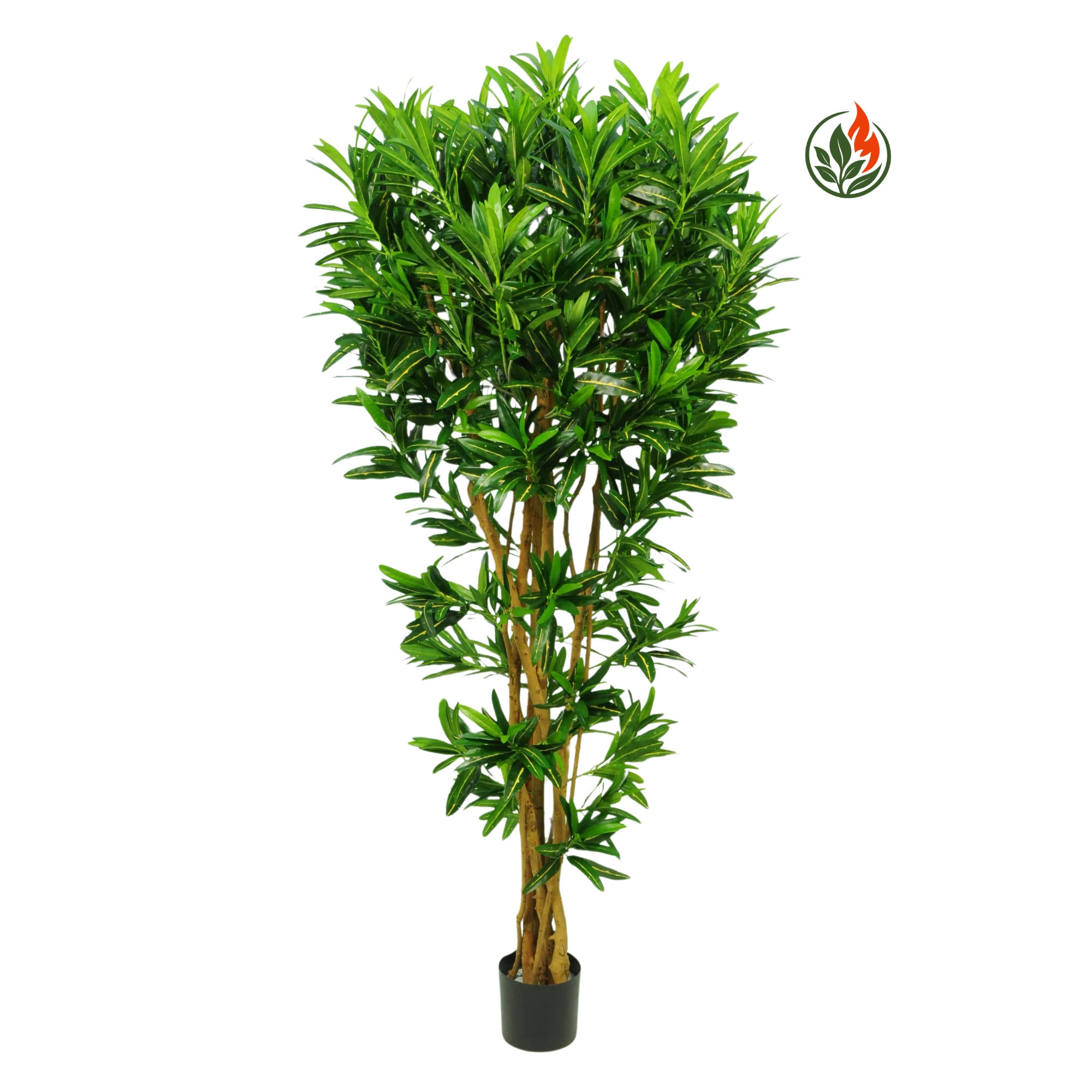 Kroton 140 cm FR