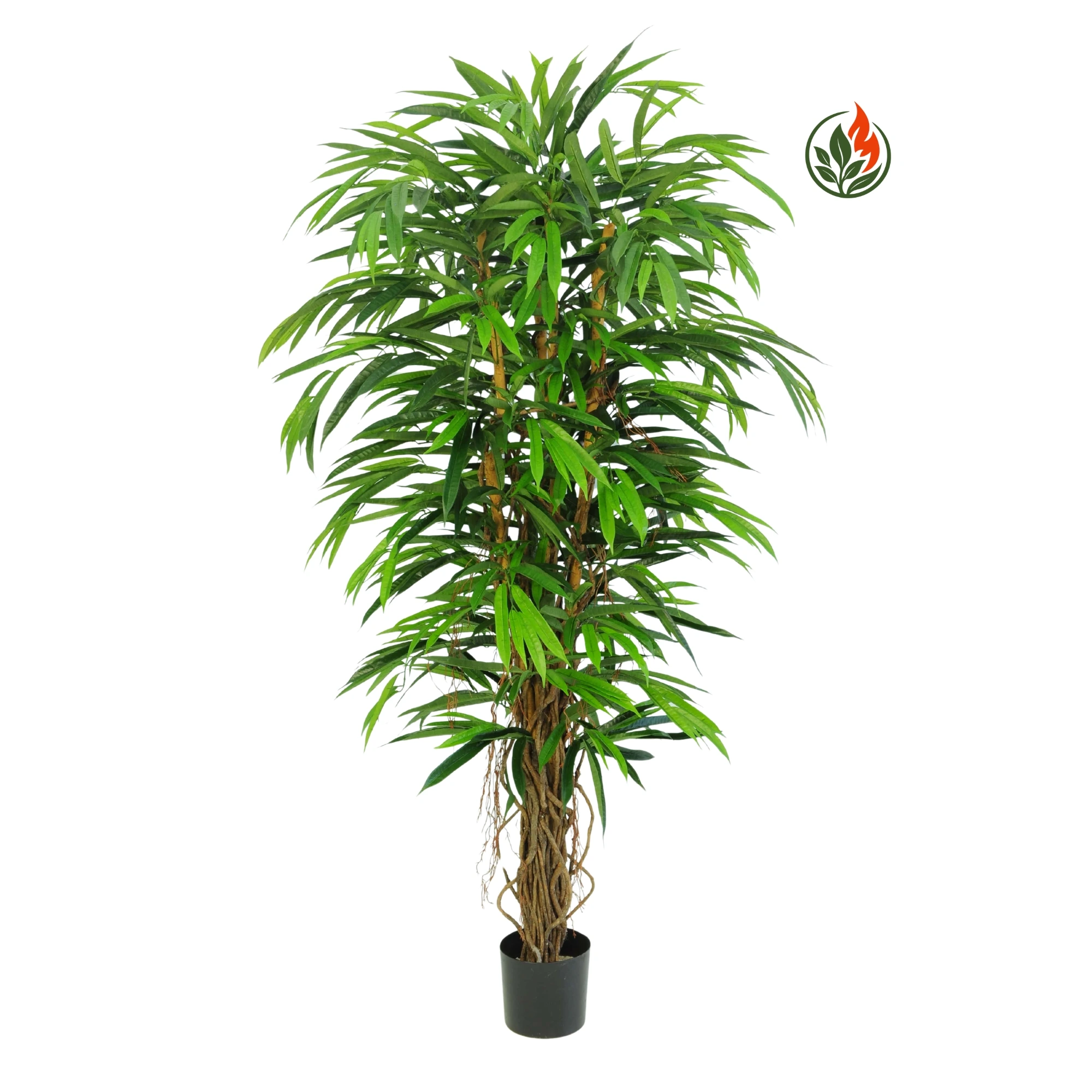 Fikus Longifolia Liana 170 cm FR