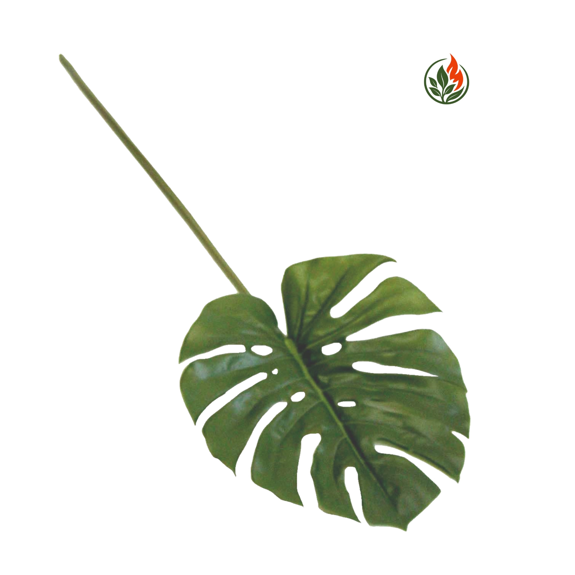 BPP75-LT-FR Liść Monstery Jasnozielony 75 cm FR