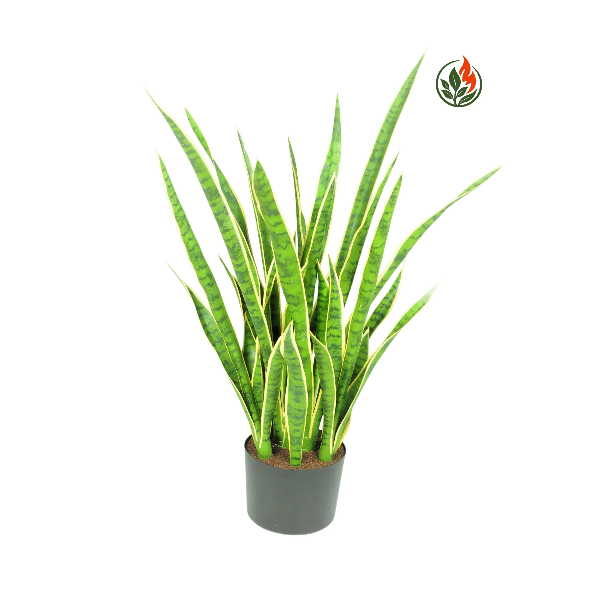 Sansewieria Żółto - Zielona 110 cm FR
