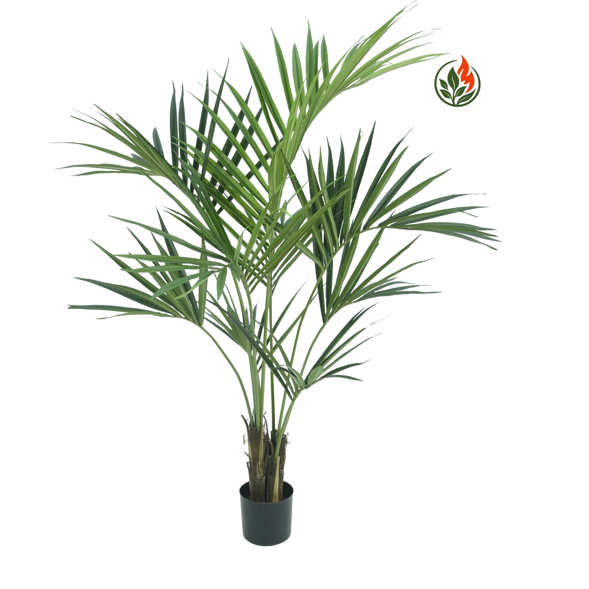 BPR150-166L-FR Palma Kentia Naturalna 150 cm FR