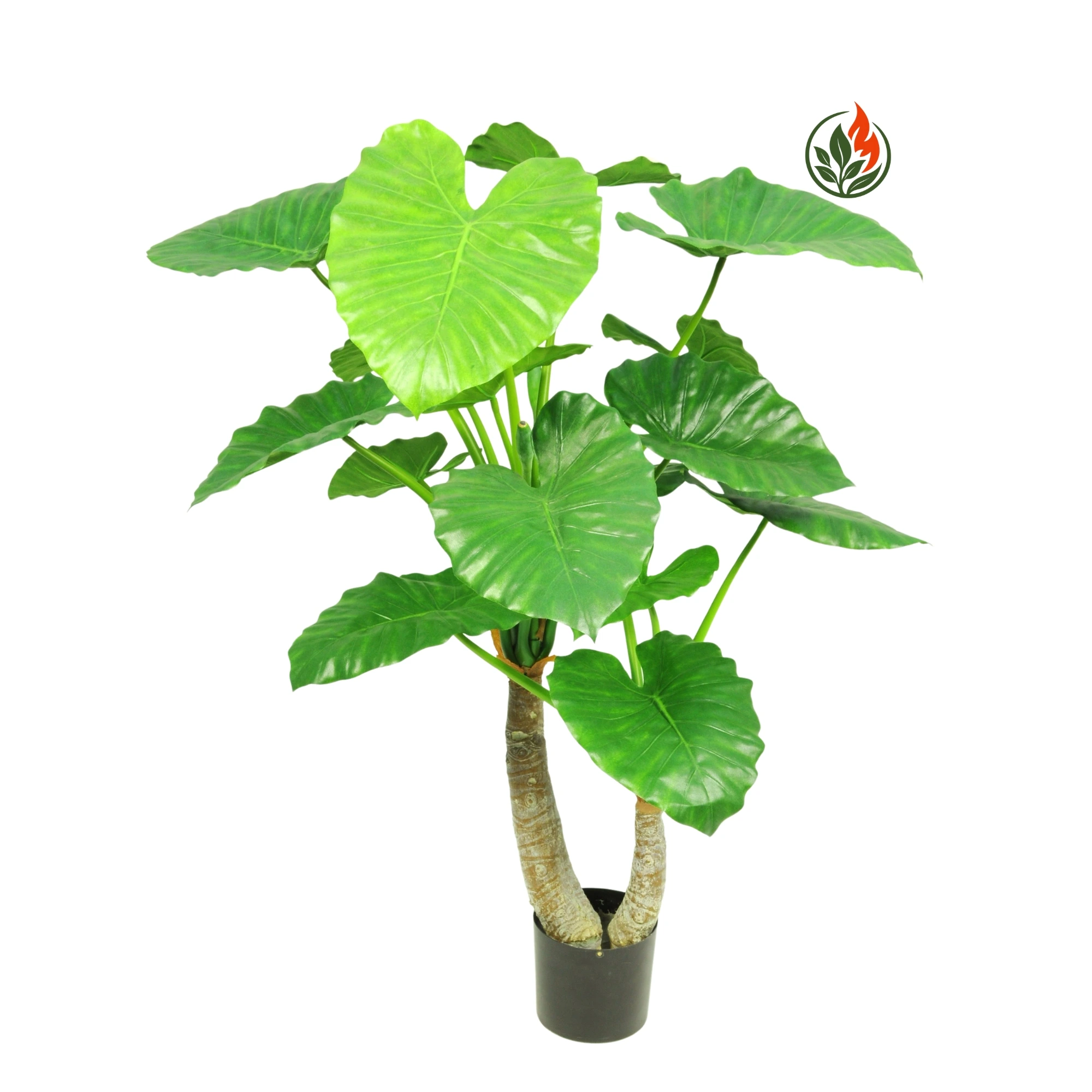BPR46-16L-2P-FR (1) Alokazja Calidora 46 cm FR