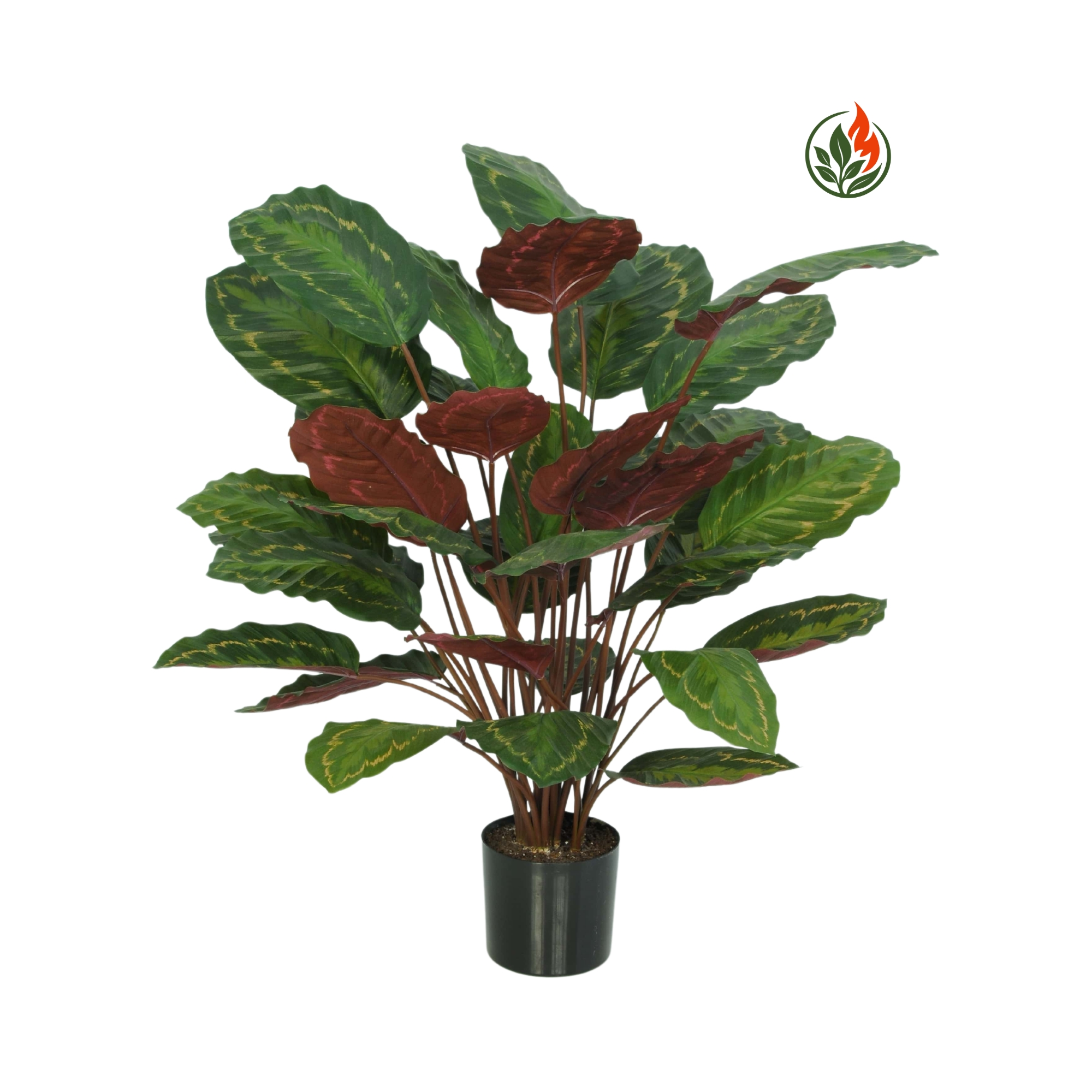 BPR70-35RL-FR Kalatea Makoyana Czerwono - Zielona 70 cm FR