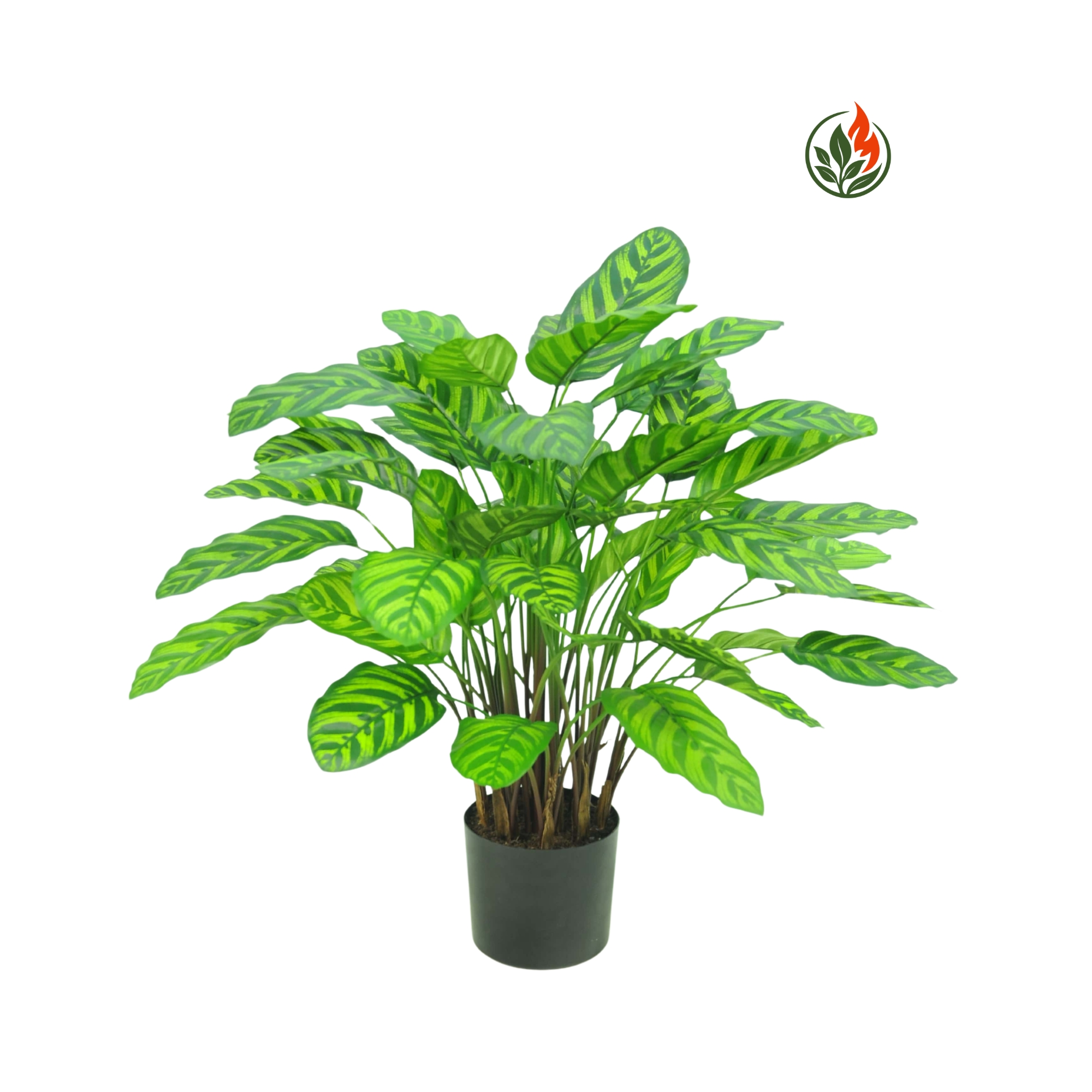 BPR75-53L-FR Kalatea Makoyana Zielona 75 cm FR