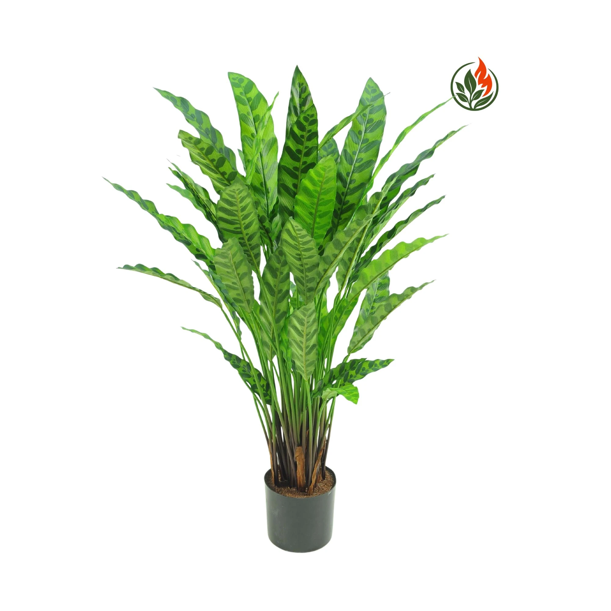 Kalatea Leopardina 84 cm FR