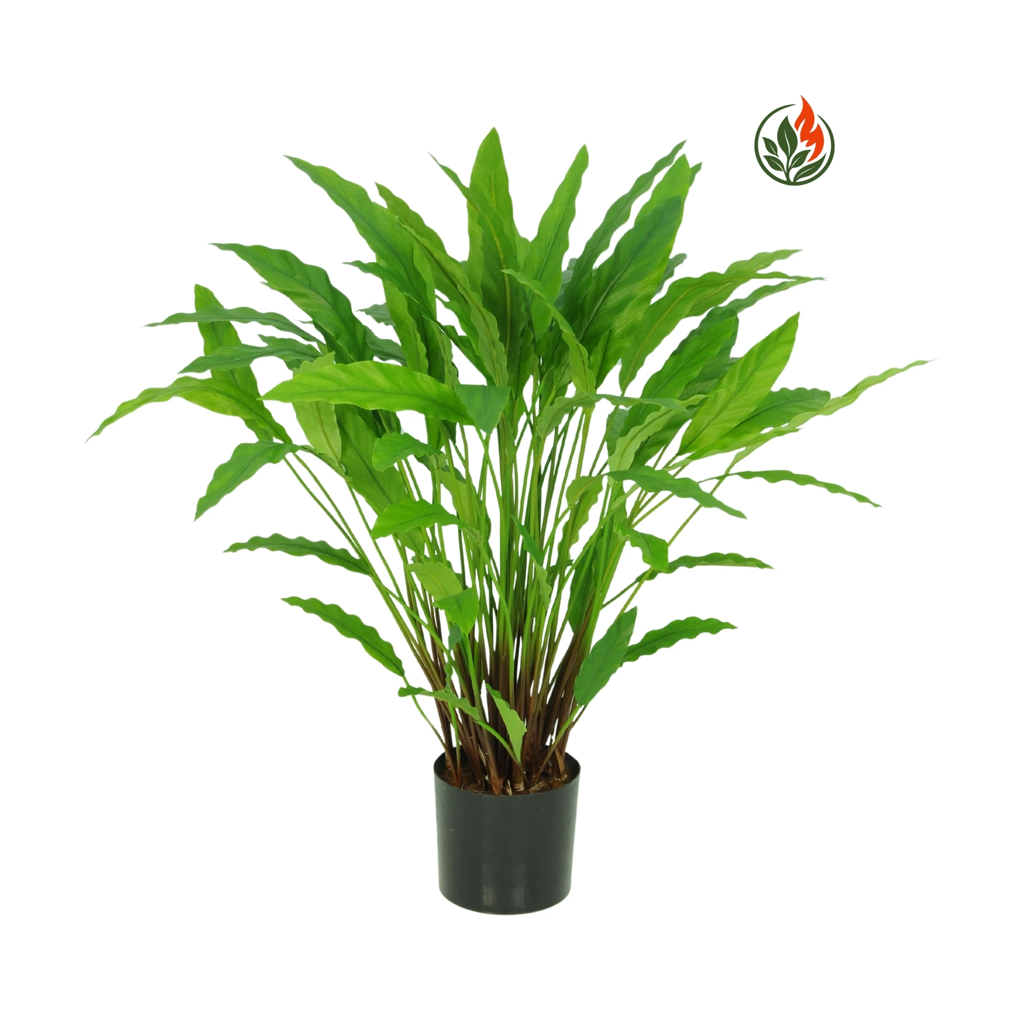 BPR84-77L-FR Kalatea Leopardina 84 cm FR