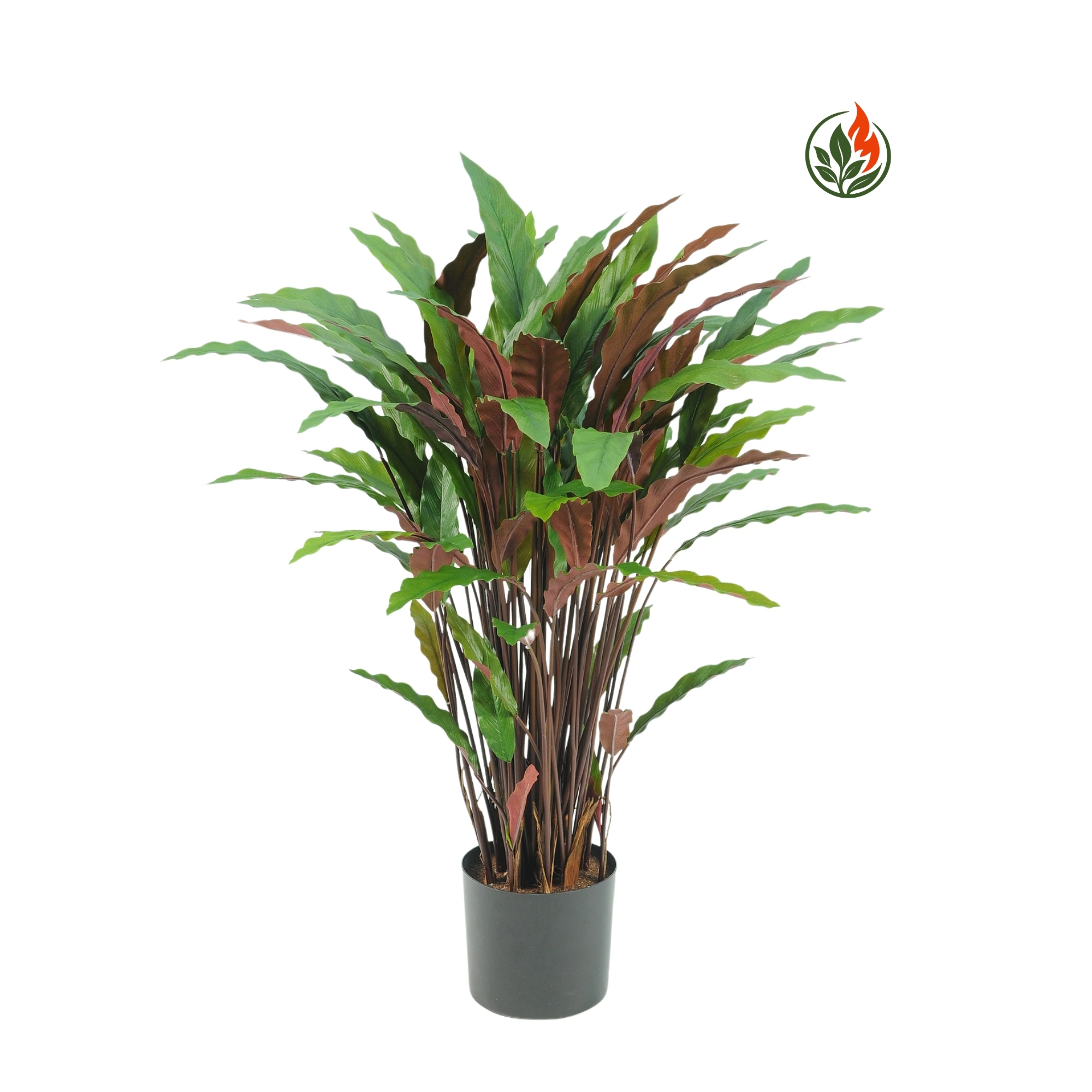 BPR84-77RL-FR Kalatea Rufibarba Czerwono - Zielona 84 cm FR