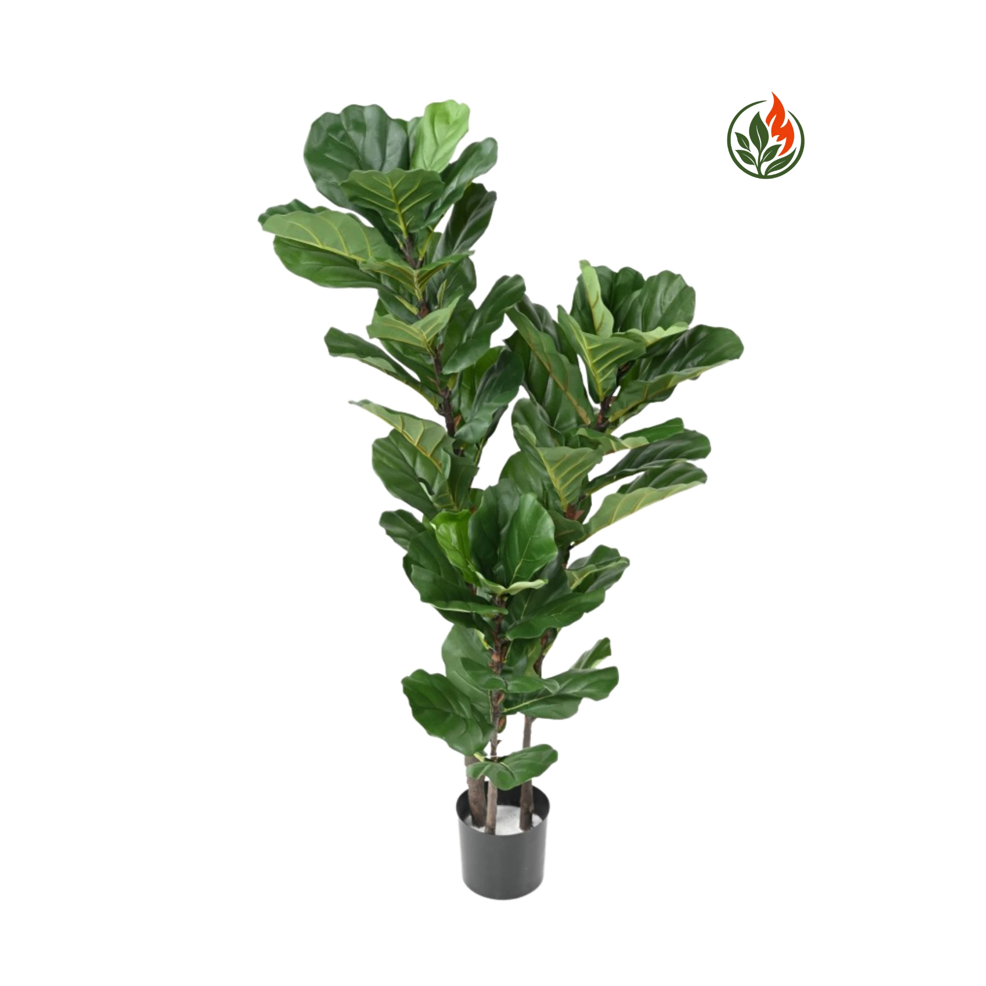 EX2610754FR-bp Fikus Lyrata 130 cm FR