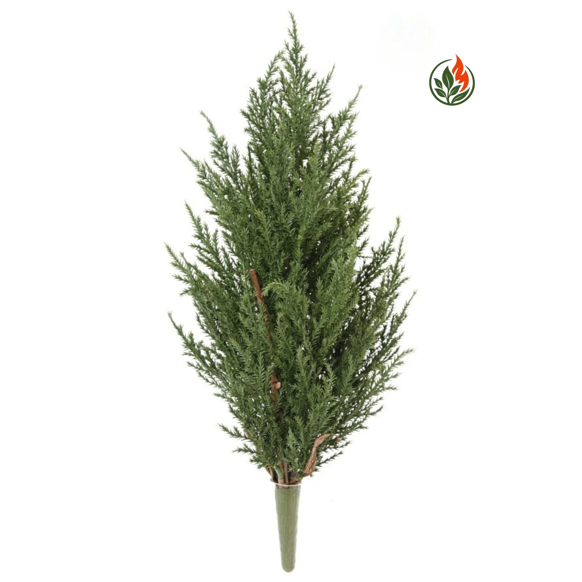 Fikus Lyrata 130 cm FR