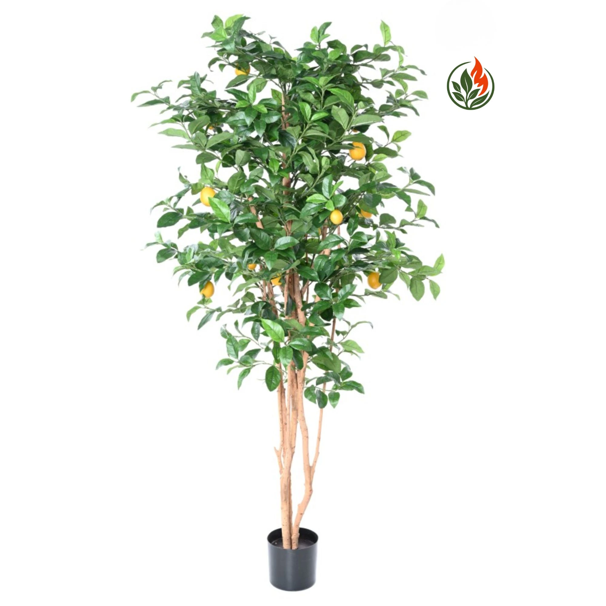 Drzewo Cytrynowe 180 cm FR