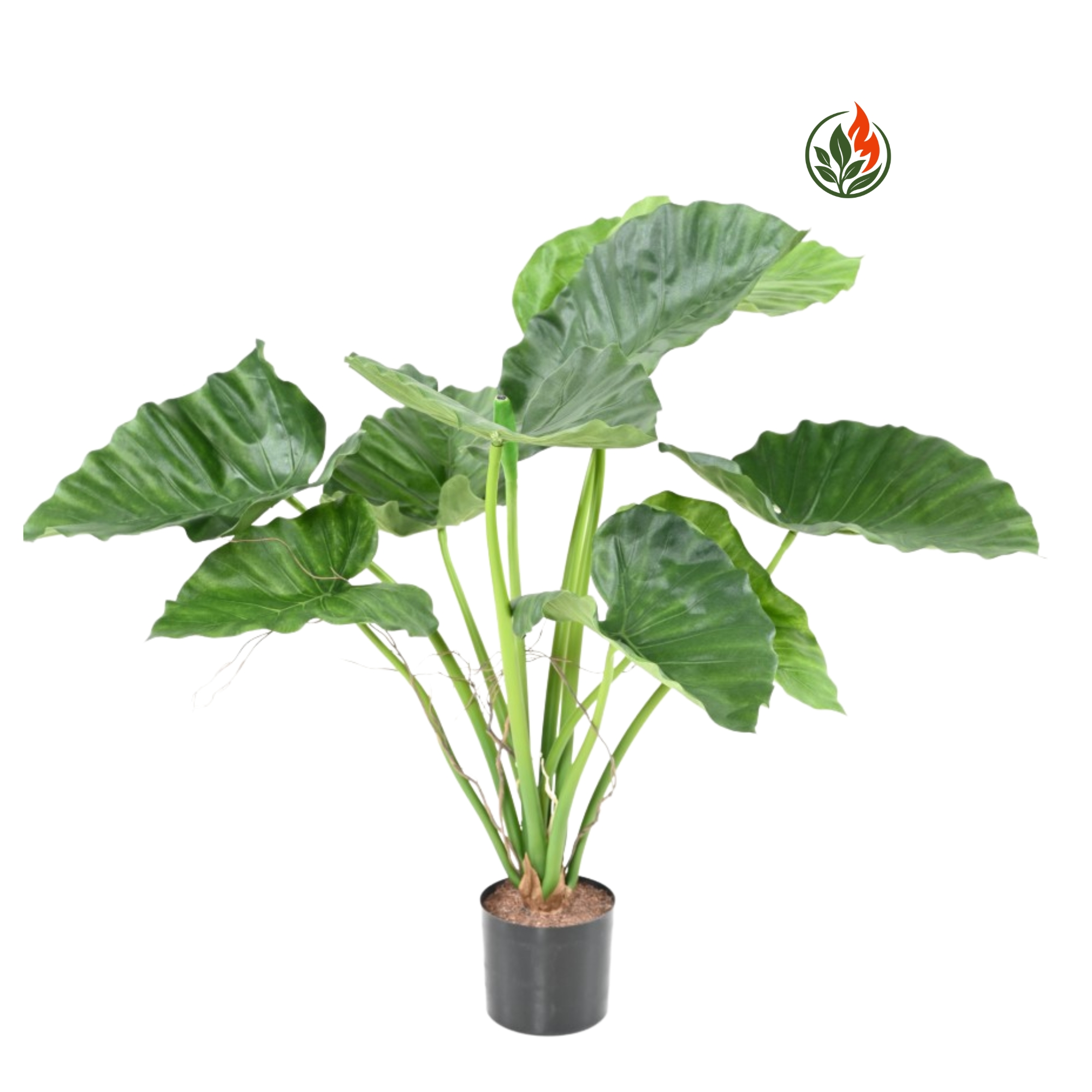 EX2611645FR-_1_ Alokazja Calidora 65 cm FR