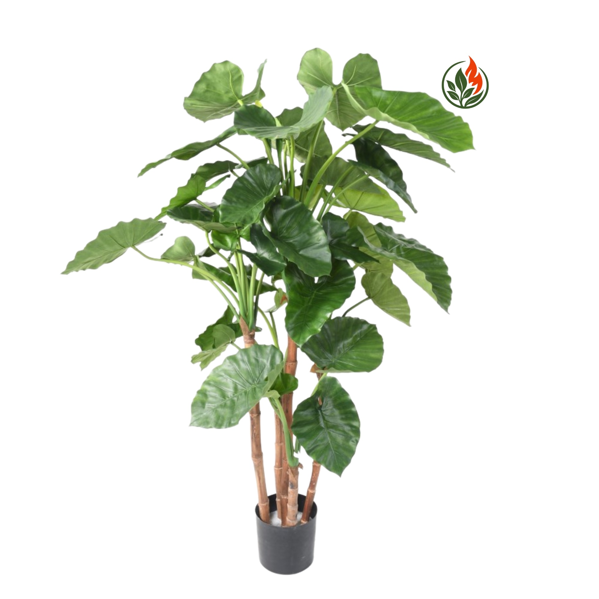 EX2611645FR Alokazja Calidora 170 cm FR