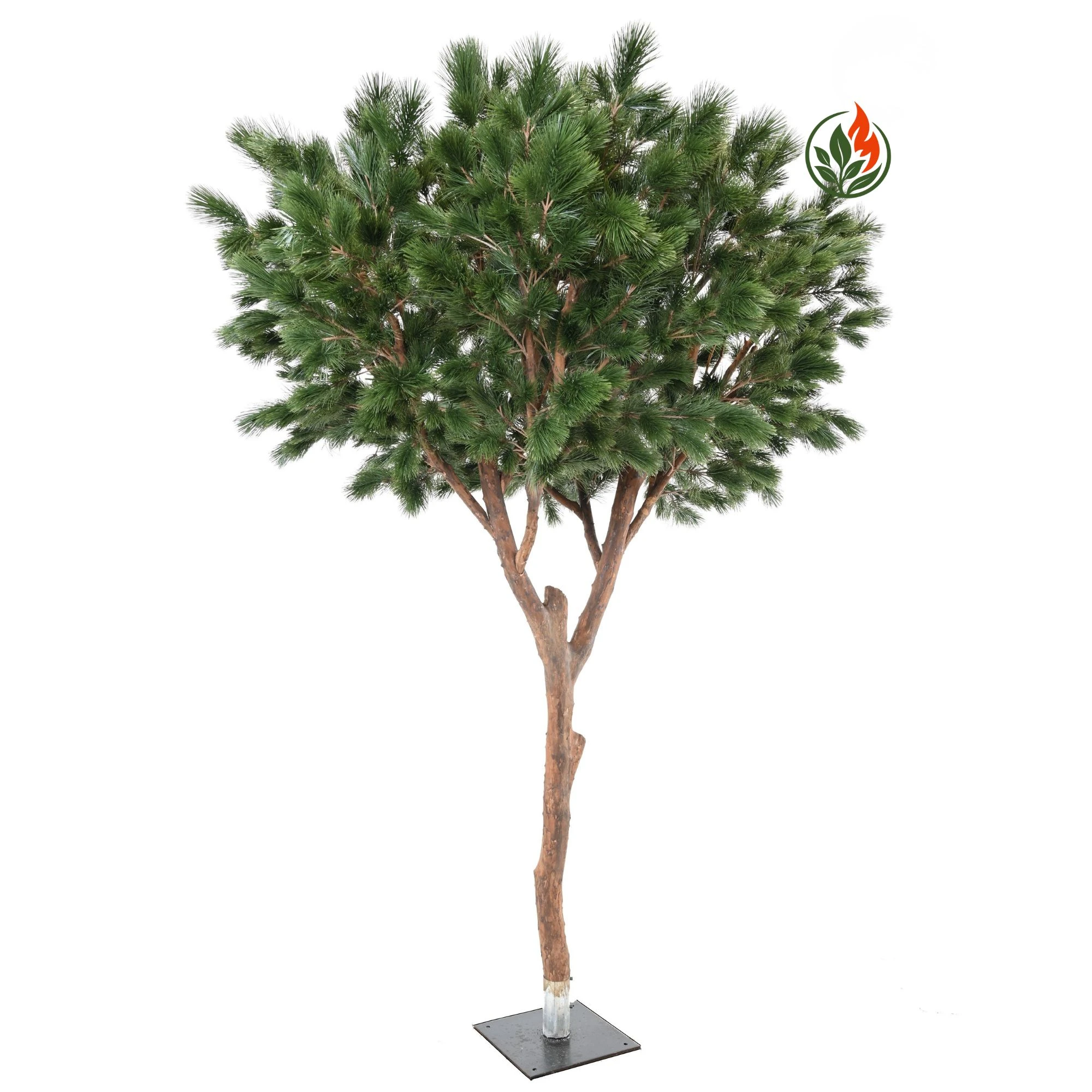 Sosna Pinia 310 cm FR