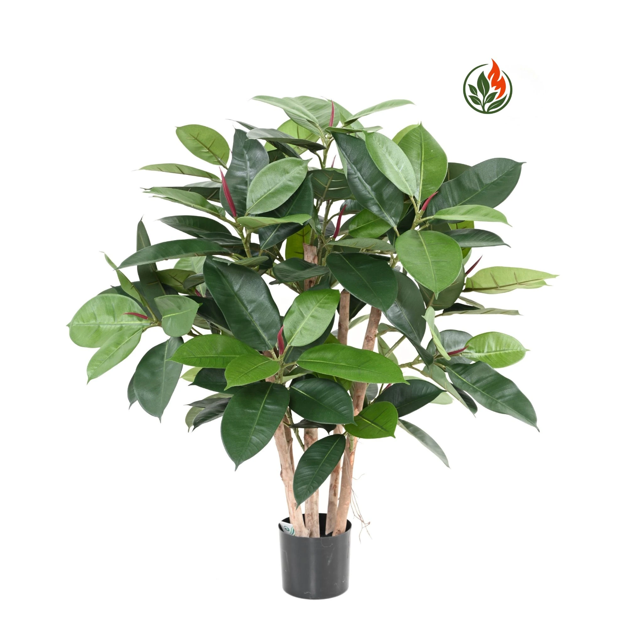 Fikus Elastica 90 cm FR
