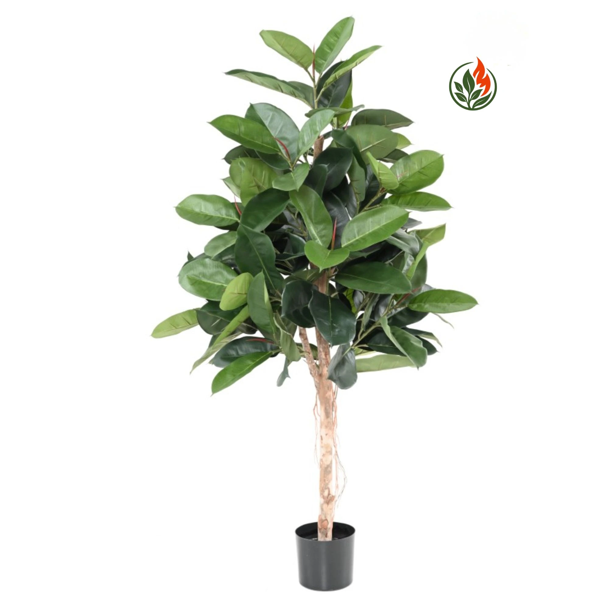 Fikus Elastica 150 cm FR
