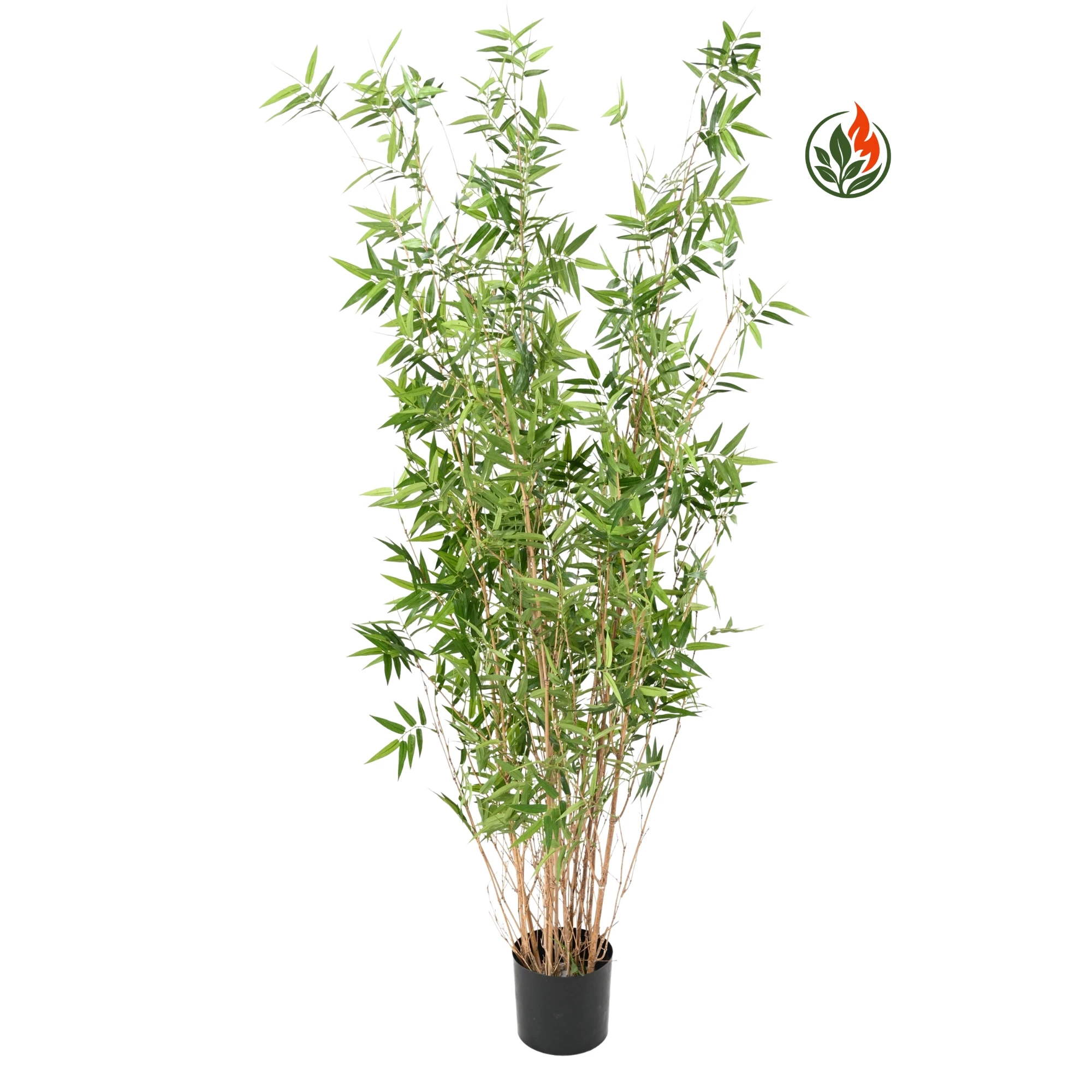 EX261595FR Bambus Orientalny 160 cm FR