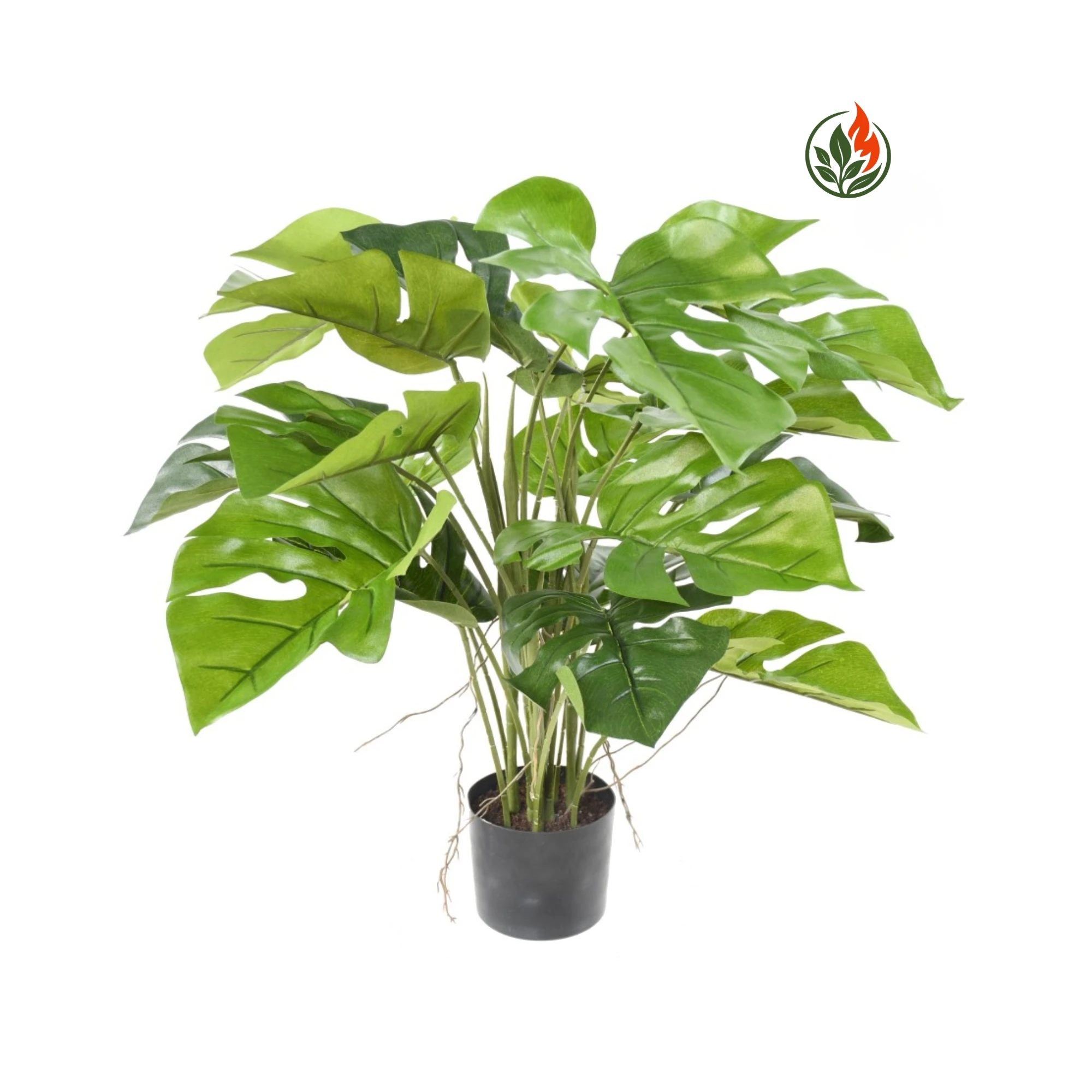 EX2621448FR Monstera 60 cm FR