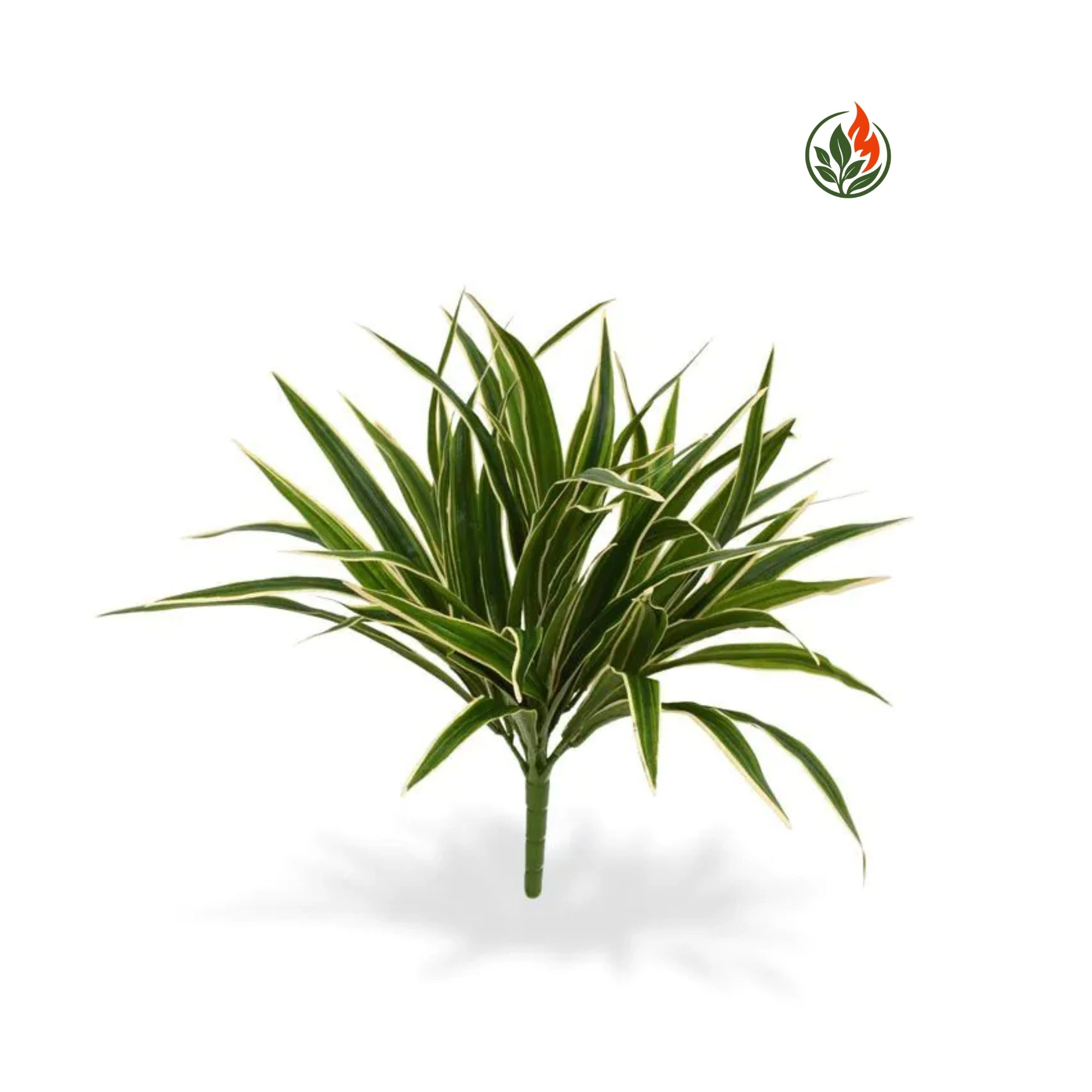 EX262177073FR Zielistka na Piku 40 cm FR
