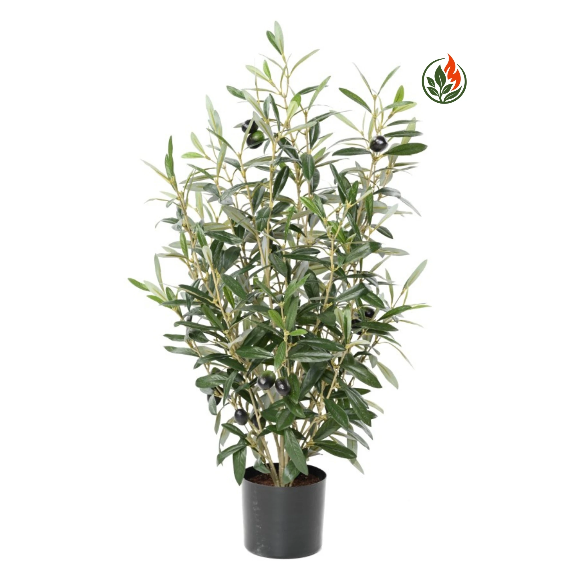 EX2622200FR Oliwka - Krzew 65 cm FR