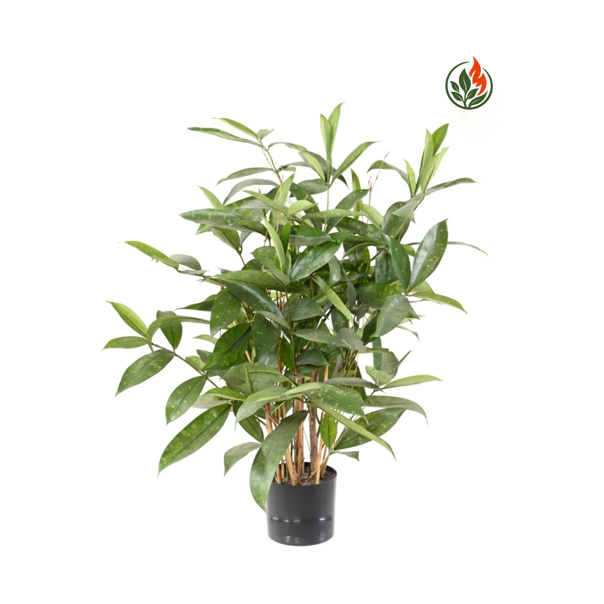 Dracena Surculosa 60 cm FR