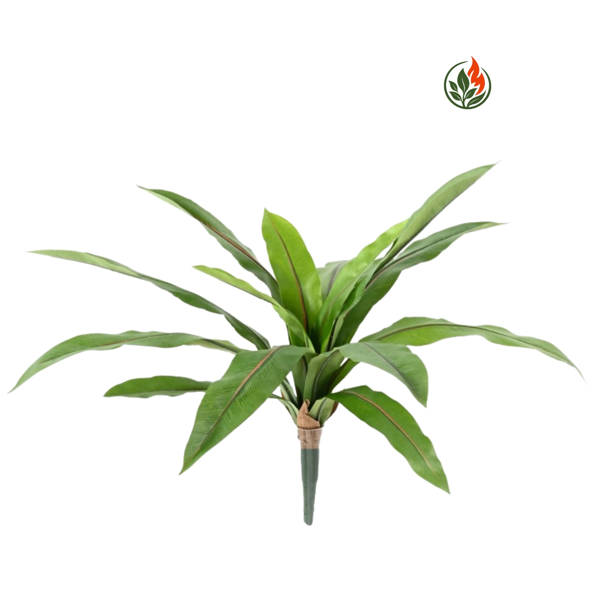 Paproć Asplenium na Piku 40 cm FR