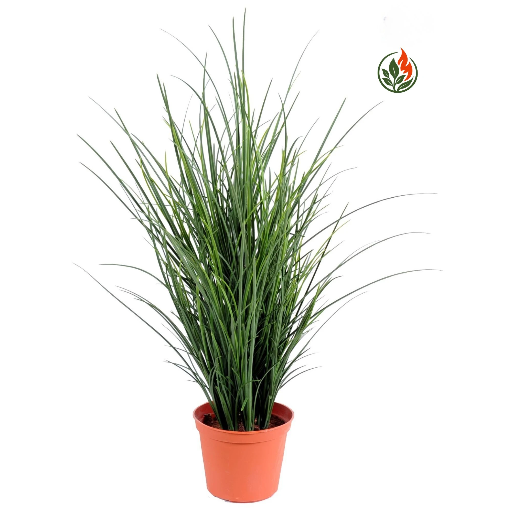 Trawa 60 cm FR