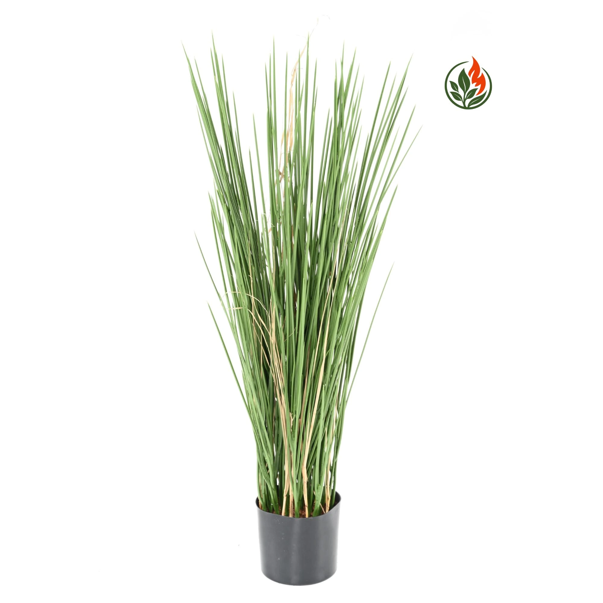 Trawa Miodowa 80 cm FR