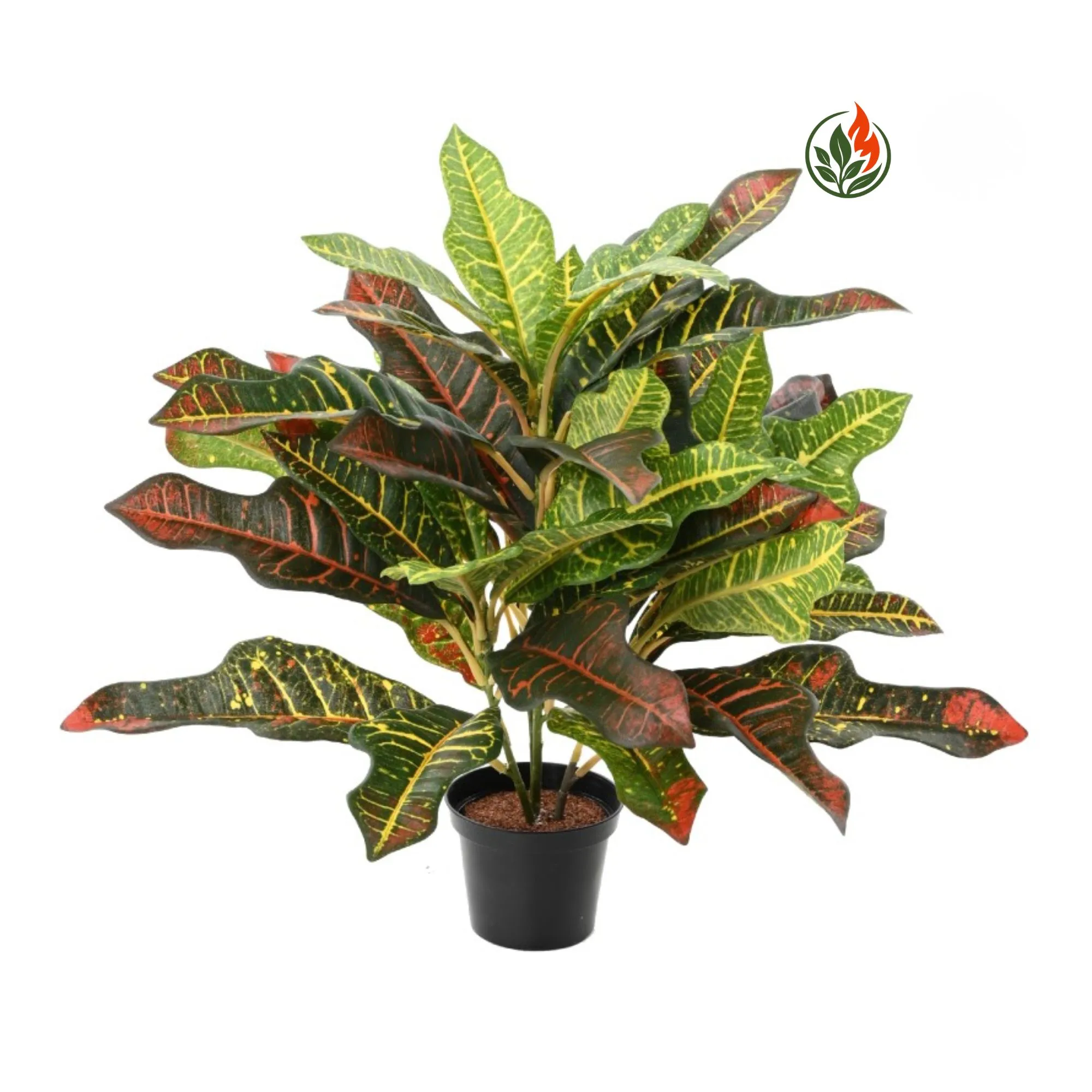 EX2623511FR Kroton 30 cm FR