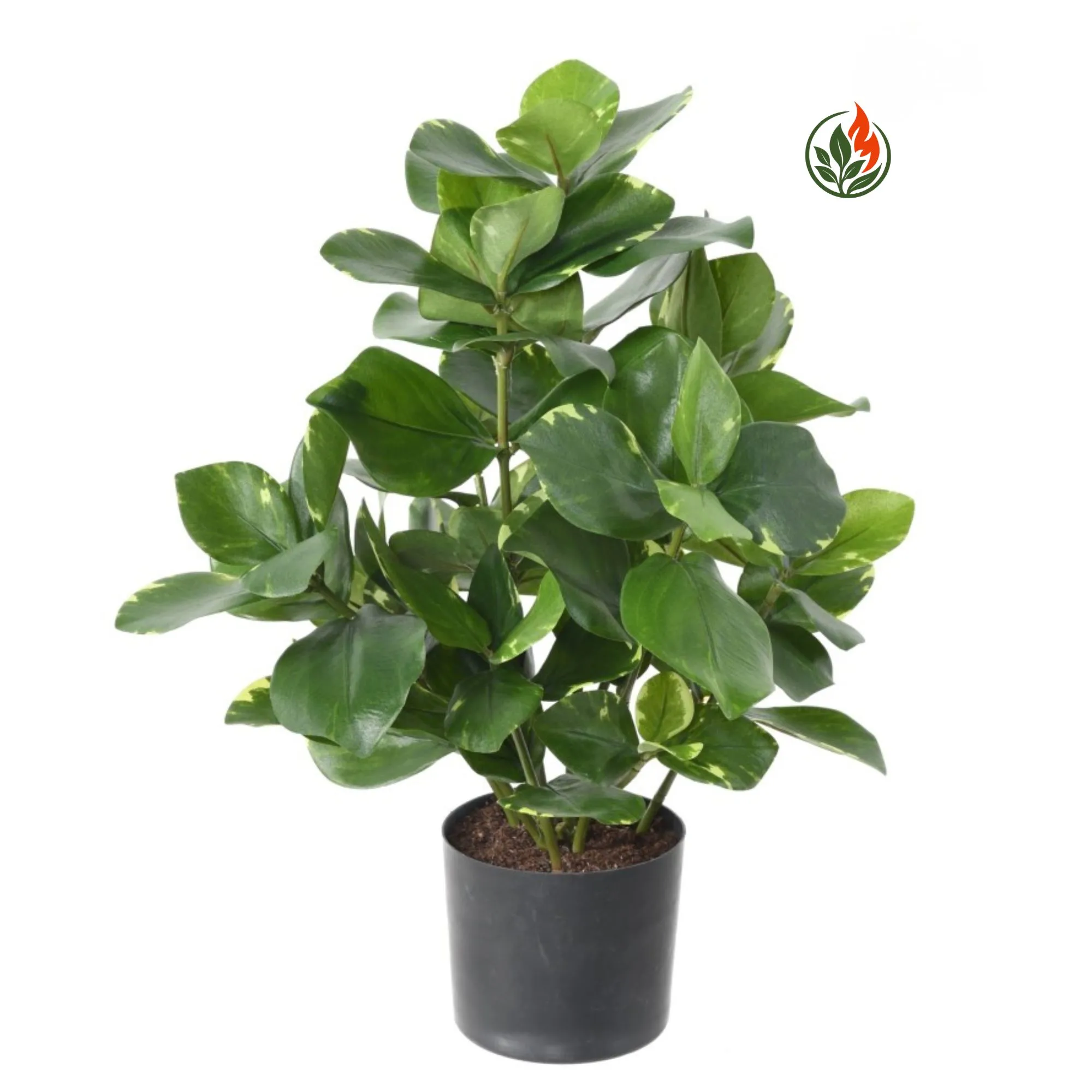 EX2623540FR-_1_ Kluzja 45 cm FR