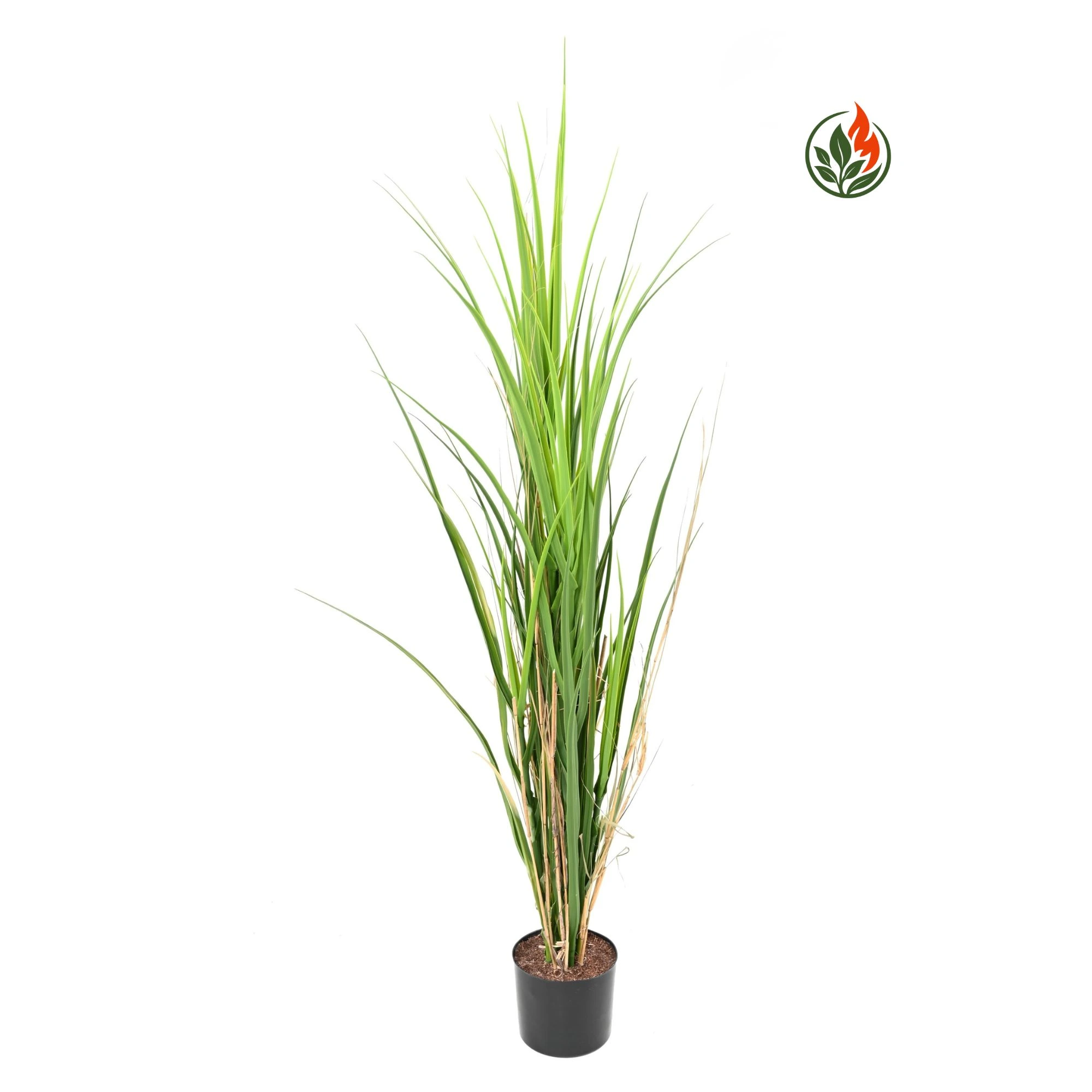 Trawa Trzcinowa 115 cm FR