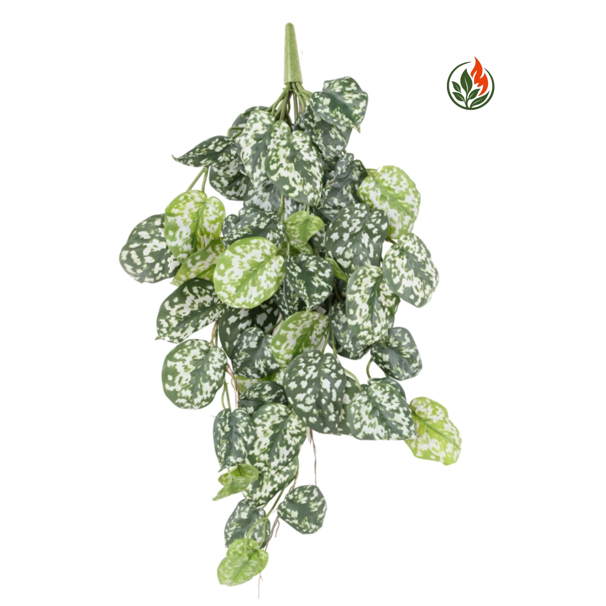 EX2623555FR Bluszcz Scindapsus 60 cm FR