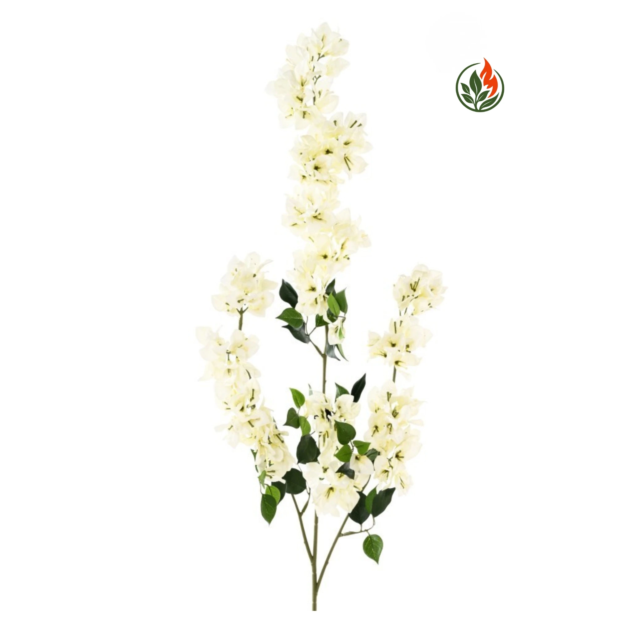 EX26531058FR Bugenwilla Biała - Gałązka 85 cm FR