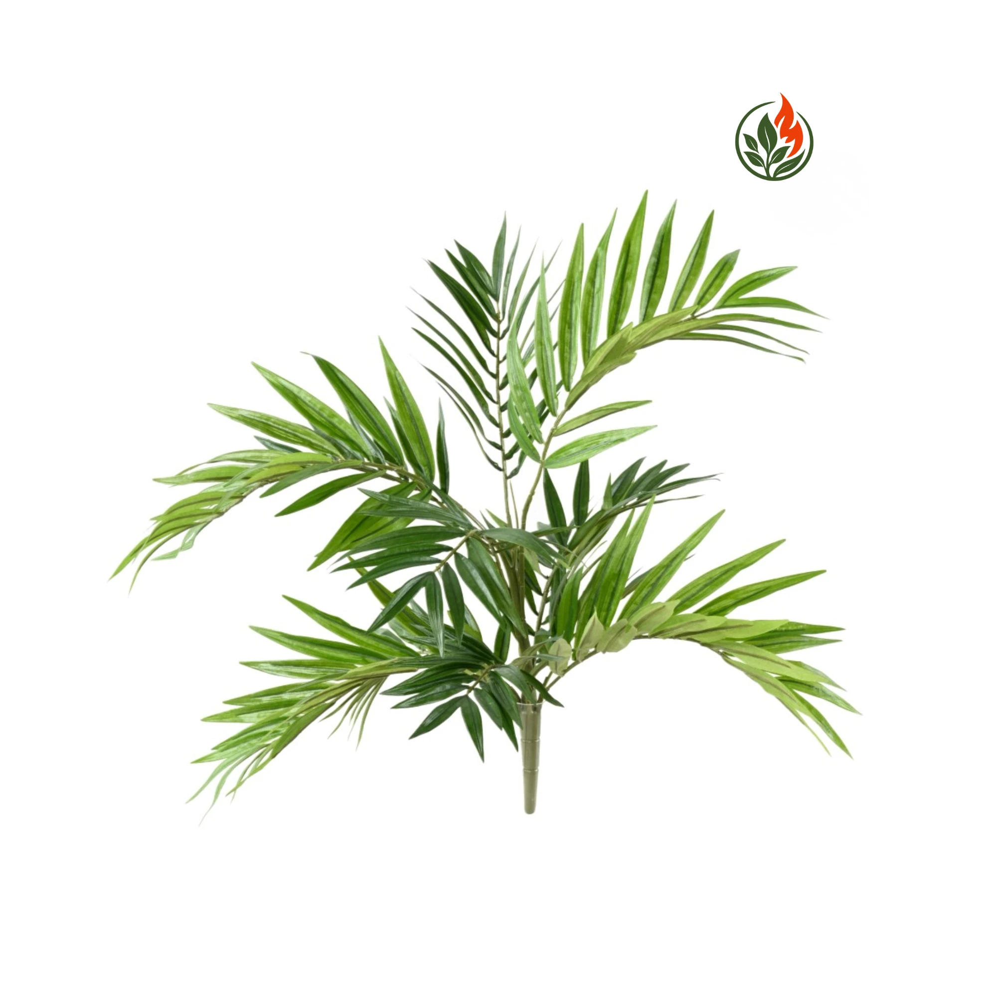 palma perlour Palma Parlour na Piku 50 cm FR