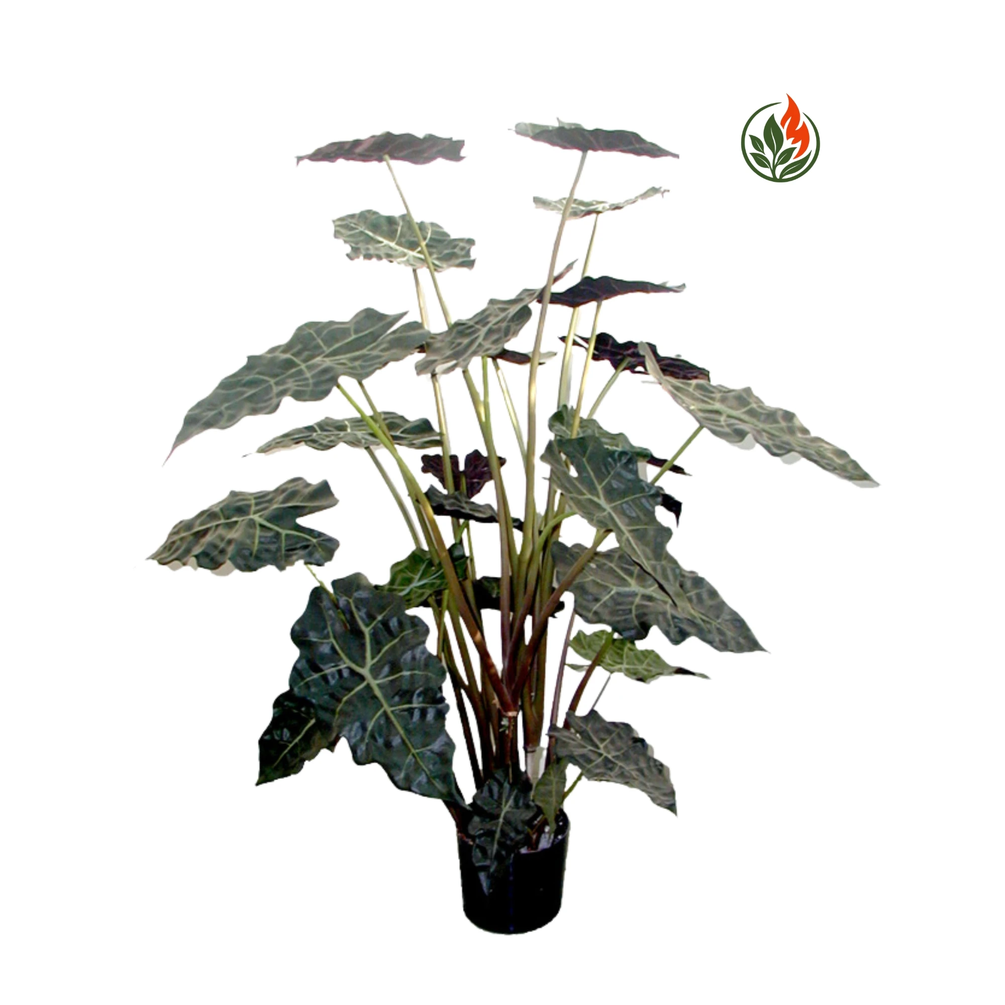Alokazja Poly 110 cm FR